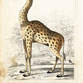 Giraffe, antique drawing by Liesbeth Govers voor OmdeWest.com