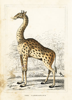 Giraffe, antique drawing