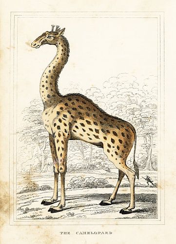 Giraffe, antieke tekening van Liesbeth Govers voor Santmedia.nl