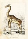 Giraffe, antique drawing by Liesbeth Govers voor Santmedia.nl thumbnail