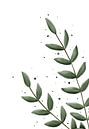 Eucalyptus groot met fijn blad van Anke la Faille thumbnail
