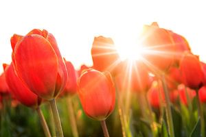 Zonnige rode tulpen close up