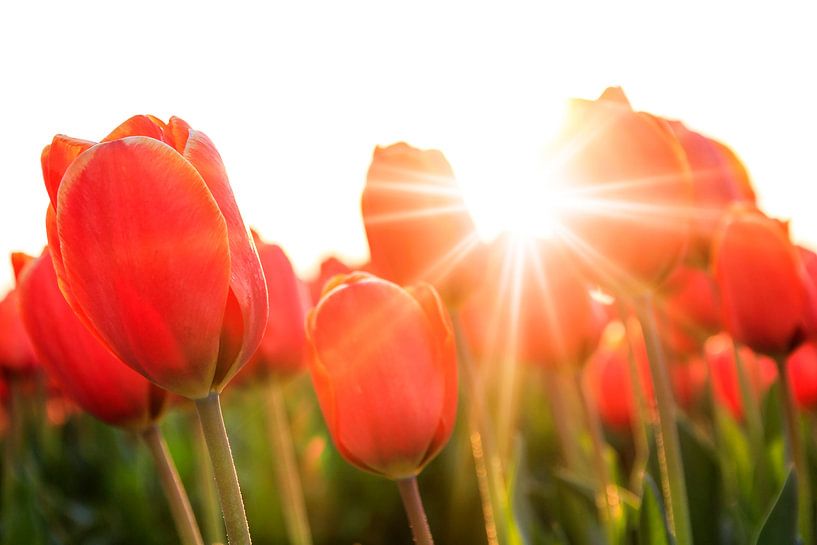 Zonnige rode tulpen close up von Dennis van de Water