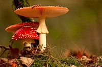 paddenstoel rood met witte stippen