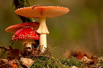 paddenstoel rood met witte stippen van jan van Welt