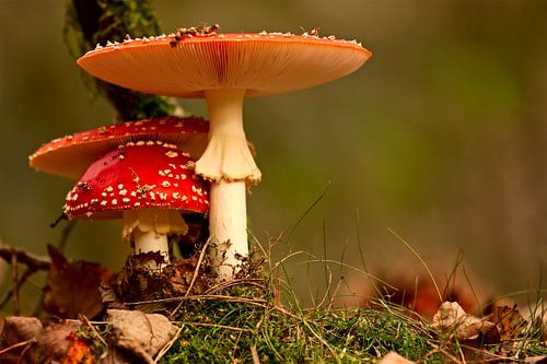 paddenstoel rood met witte stippen sur jan van Welt