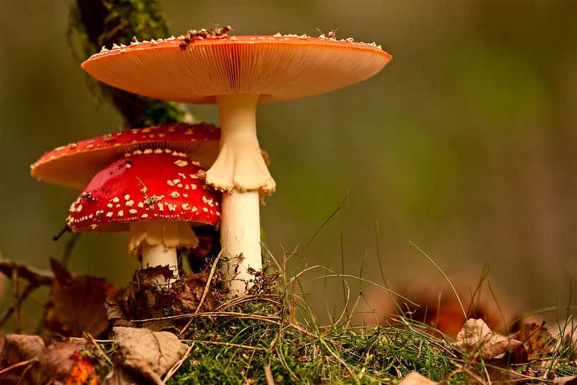 paddenstoel rood met witte stippen von jan van Welt