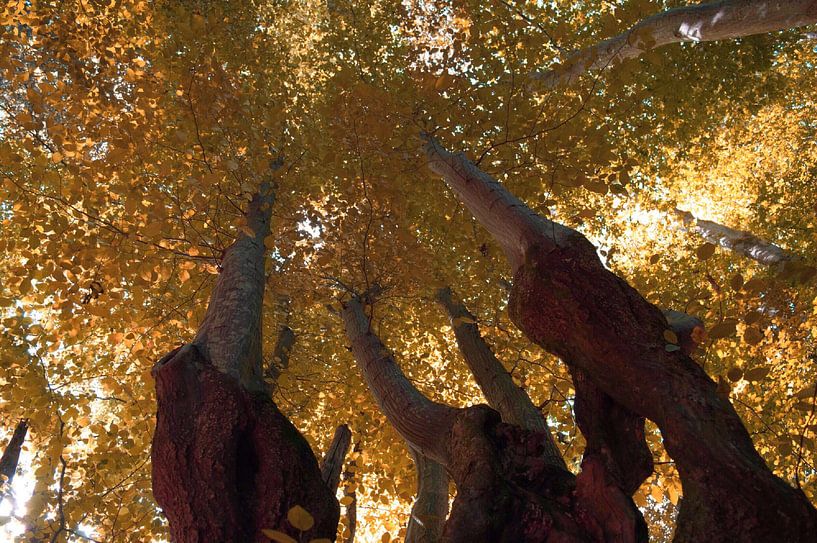 Herfst vanaf de grond by Tobias Van der ploeg