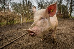 ecological pig #3 von Michiel Leegerstee