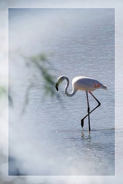 De Flamingo van Evert Jan Looise