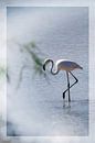 De Flamingo van Evert Jan Looise thumbnail