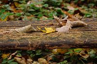 Scène d'automne