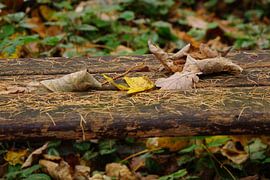 Autumn scene by Jan Nuboer