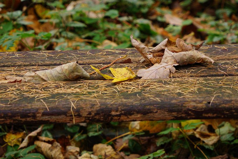 Scène d'automne par Jan Nuboer