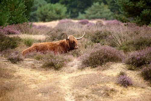 Schotse hooglander liggend tussen de hei