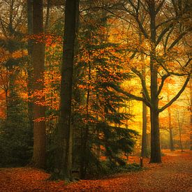 Herfst bos . Autumn forest. van Saskia Dingemans Awarded Photographer