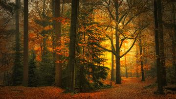 Forêt d'automne . Forêt d'automne. sur Saskia Dingemans Awarded Photographer