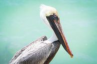 Posing Pelican by Michel Geluk thumbnail
