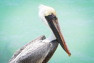 Posing Pelican by Michel Geluk