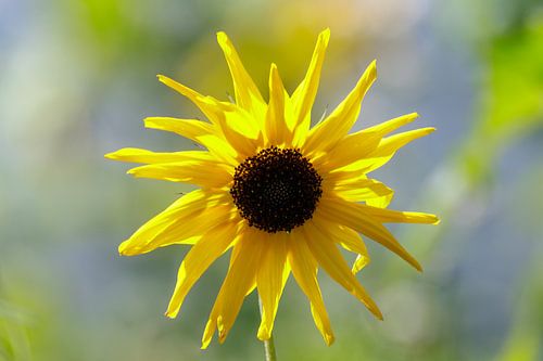 De gele zonnebloem