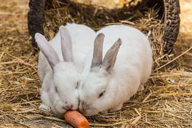 Kaninchen by Jürgen Döring