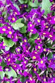 Die ersten Blumen im emsländischen Garten von Bianca Meyering Fotos - BMF