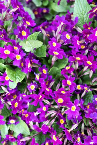 De eerste bloemen in de Emsland-tuin.