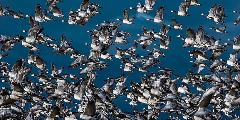 Een vlucht ganzen van Harrie Muis