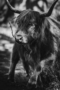 Portret van een Schotse hooglander. van Milou Schothuis