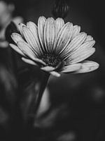 Spaanse Margriet