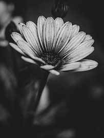 Spaanse Margriet van José Lugtenberg