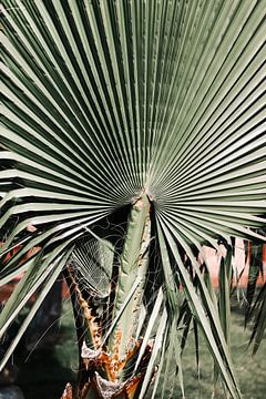Uit liefde voor palmbomen | Italië reisfotografie van Leanne Remmerswaal