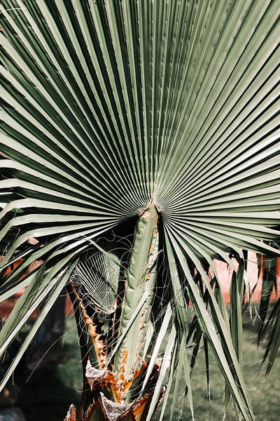For love of palm trees | Italy travel photography by Leanne Remmerswaal