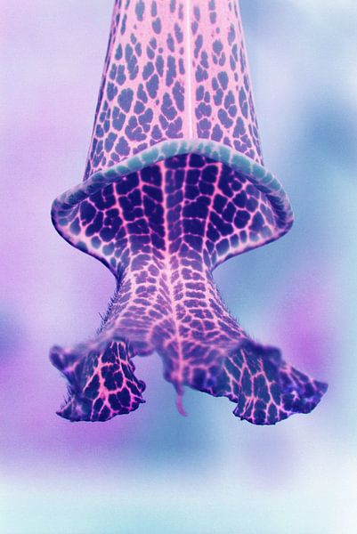 Purple fairytale by Lotte Veldt