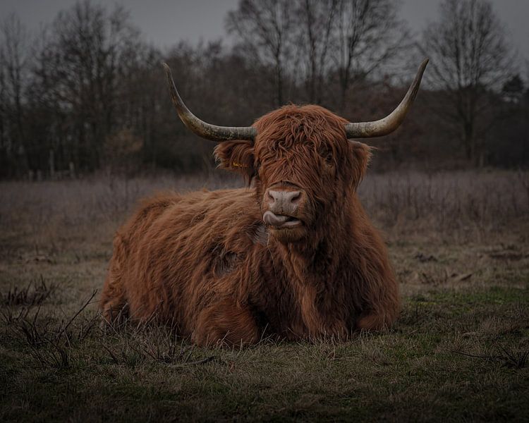 hooglanders van iwan faber