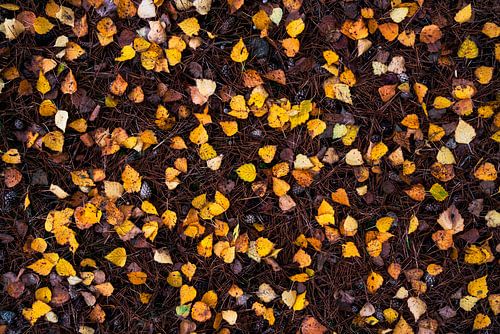 Nature's Flatlay - Berken blaadjes