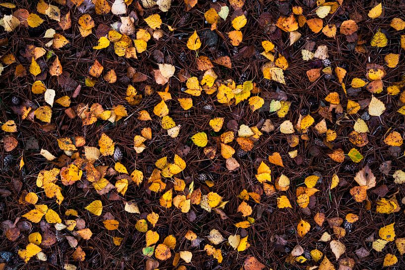Nature's Flatlay - Birkenblätter von Rick Kloekke