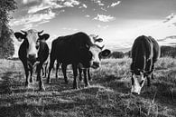 Vaches curieuses de Blaarkop par Fotojeanique . Aperçu