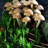 Mushrooms in the moss by Gerard de Zwaan