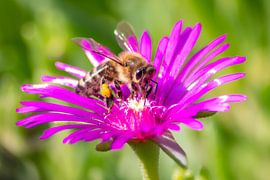 Fleur violette avec abeille affairée sur Your Happy Life