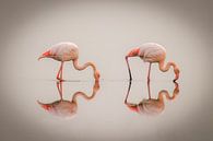 Greater Flamingos ( Phoenicopterus ruber roseus) with reflection on the surface, Walvis bay, Namibia by Gunter Nuyts thumbnail