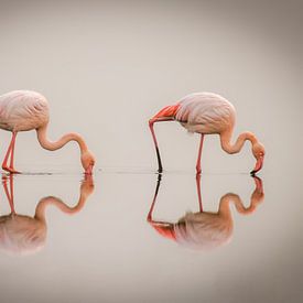 Greater Flamingos ( Phoenicopterus ruber roseus) with reflection on the surface, Walvis bay, Namibia by Gunter Nuyts