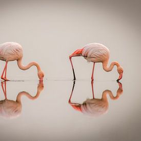 Flamingo's ( Phoenicopterus ruber roseus) staand in het water met reflectie, Walvis Bay, Namibië. van Gunter Nuyts