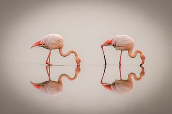 Flamingos (Phoenicopterus-ruber roseus) stehend im Wasser mit Reflexion, Walvis Bay, Namibia.