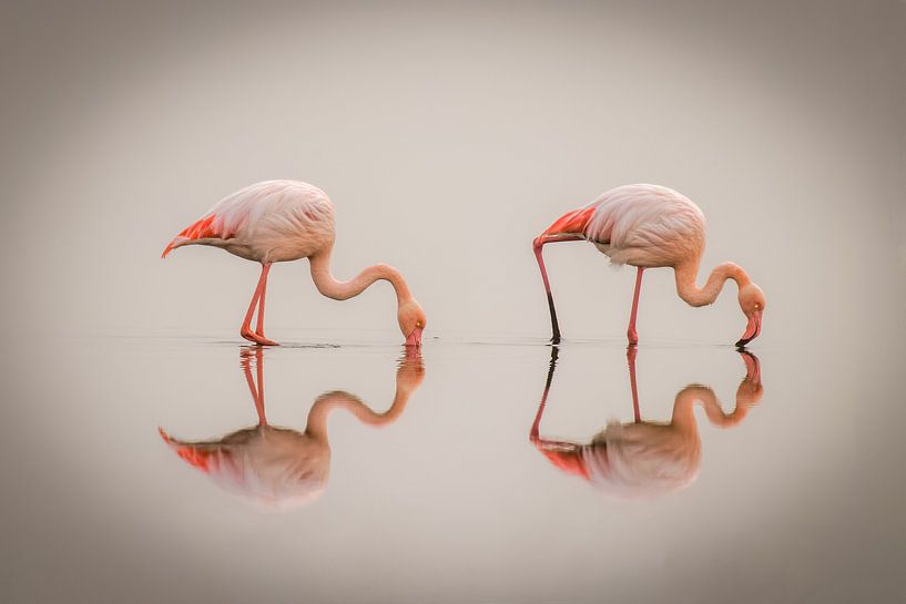 Greater Flamingos ( Phoenicopterus ruber roseus) with reflection on the surface, Walvis bay, Namibia by Gunter Nuyts