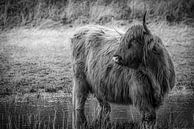 Schotse hooglander in zwart wit van Dirk van Egmond thumbnail