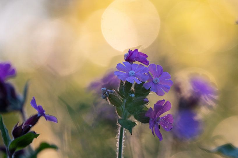 Tagkuckucksblume im Morgenlicht von Janny Beimers