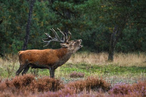 Burlend edelhert in de regen