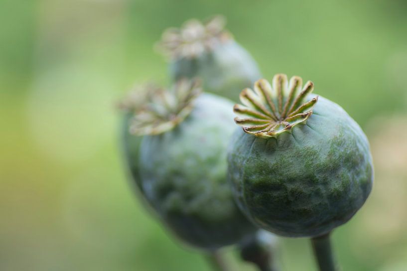 Zaadbollen van de papaver van Birgitte Bergman