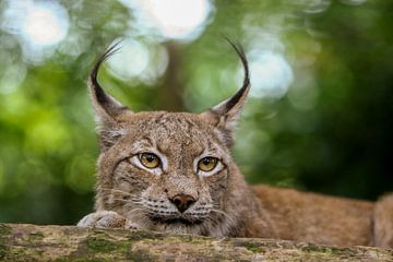 Lynx op de uitkijk. van Michar Peppenster